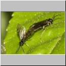 Symphyta sp - Blattwespe 04b 6-7mm.jpg